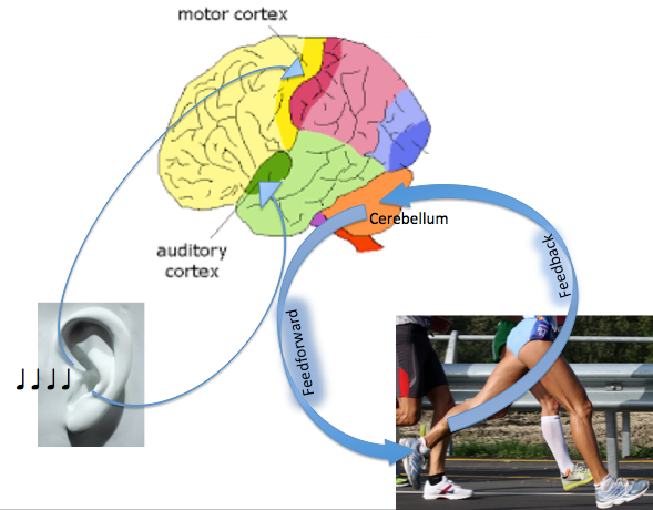 Analysis of the beat and the feedforward / feedback loop